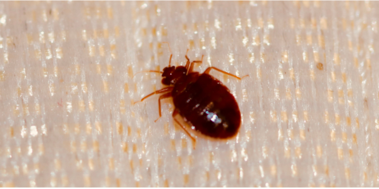 how-fast-do-bed-bugs-spread-from-room-to-room-find-out-now